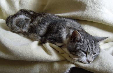 Tabellenbild