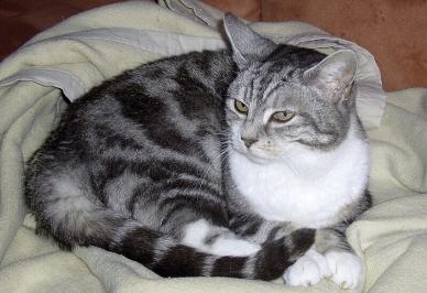 Tabellenbild