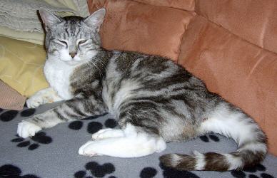 Tabellenbild