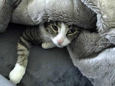 Tabellenbild