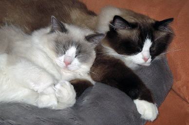 Tabellenbild