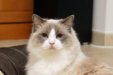 Tabellenbild