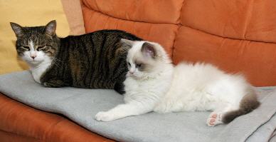 Tabellenbild