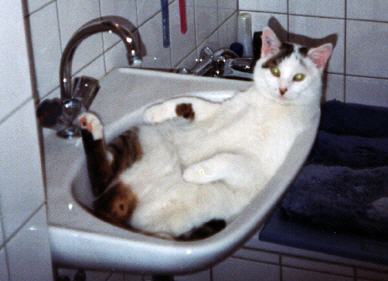 Tabellenbild