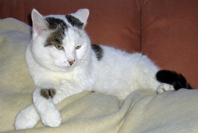 Tabellenbild