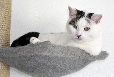 Tabellenbild