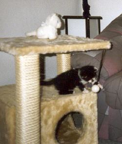 Tabellenbild
