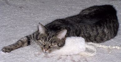 Tabellenbild