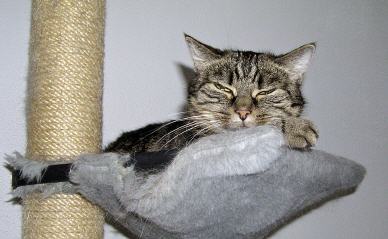 Tabellenbild