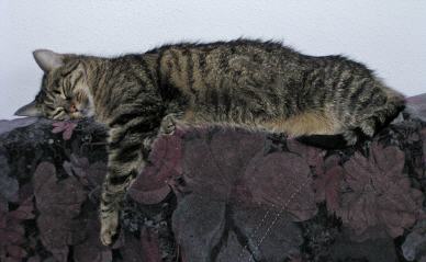 Tabellenbild