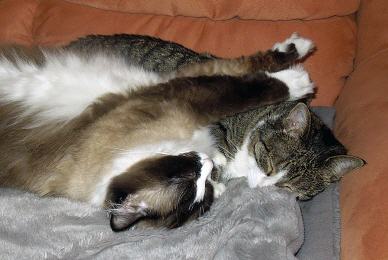 Tabellenbild